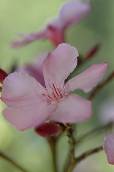 Oleander