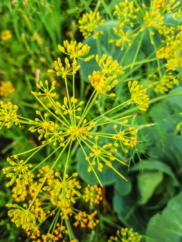 Vertical frame, dill inflorescence in the garden close-up. Sweet fennel in the garden. Dill umbrella close-up, outdoor.