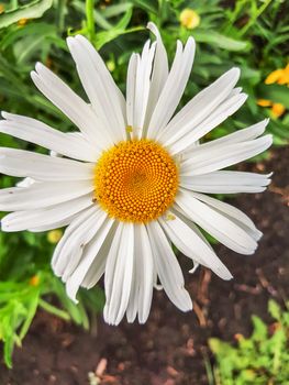 Close-up of a single Daisy flower and insect pests, outdoor, summer Sunny day, vertical frame.