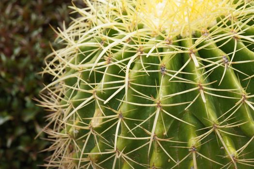 Green cactus in the Selective focus garden.