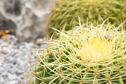 Green cactus in the Selective focus garden.