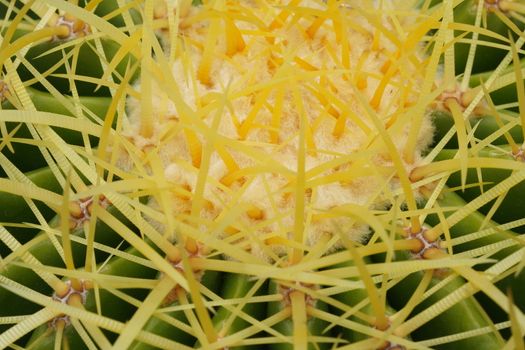 Green cactus in the Selective focus garden.