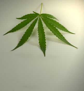 Cannabis leaves isolated on a white background.