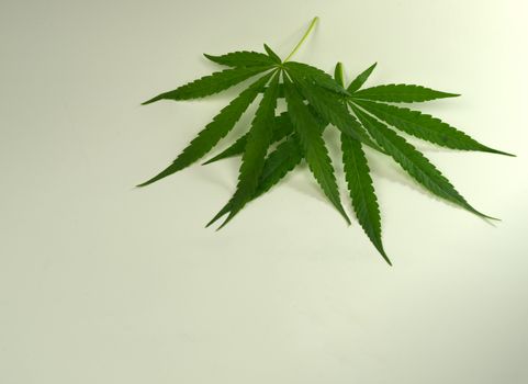 2 cannabis leaves separately on a white background with copy space.