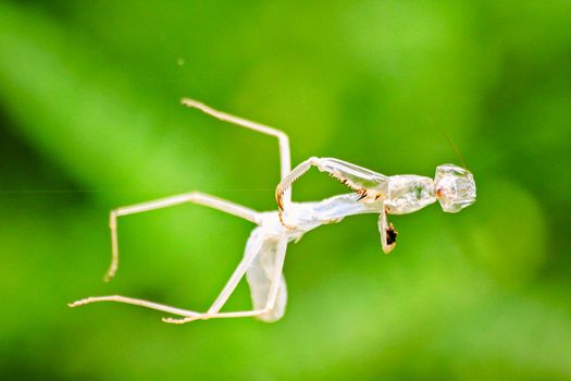 The grasshopper's shell on the spider's web Molting for further growth