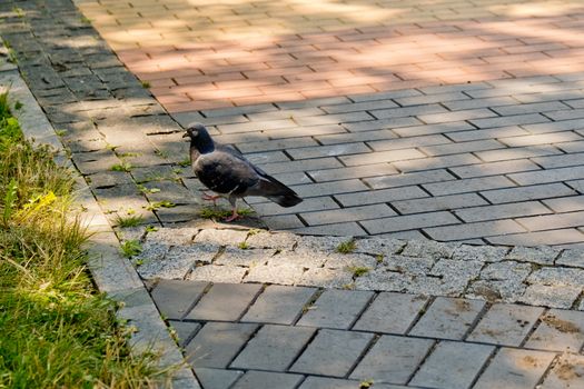 Dove on the alley in the park.