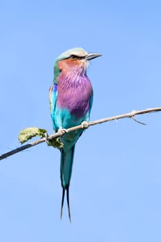 Beautiful colored bird Lilac-brested roller, Coracias caudata, Moremi game reserve, Botswana safari and wildlife.