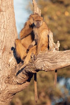 Chacma Baboon monkey (Papio anubis) on tree, Bwabwata Caprivi strip game park, Namibia, Africa safari wildlife