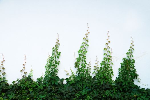 green creeping grass on white wall for background, mock up