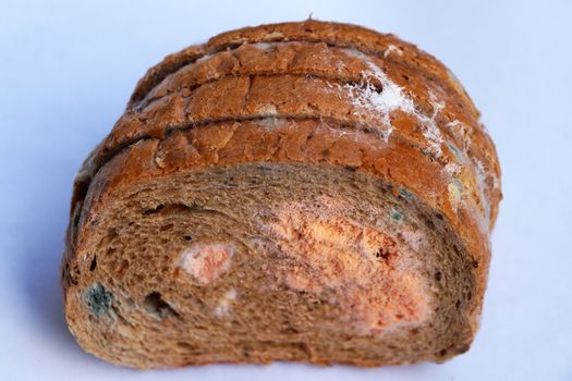 blue and pink mold on bread close up