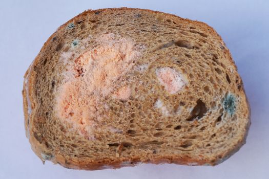 a piece of moldy bread on a white background