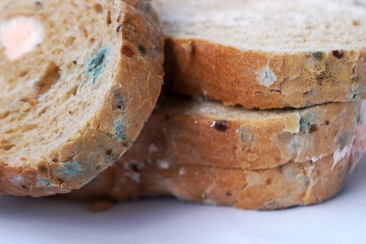 blue and pink mold on bread close up