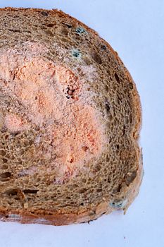 a piece of moldy bread on a white background