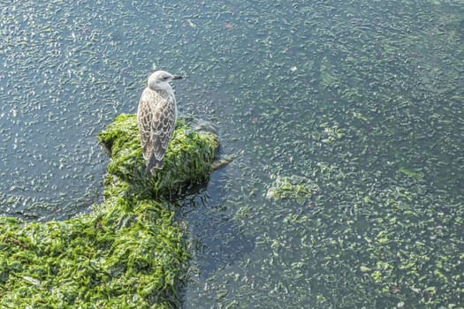 seagull on the rocks at the sea