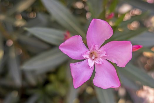 oleander flower and green leaves
