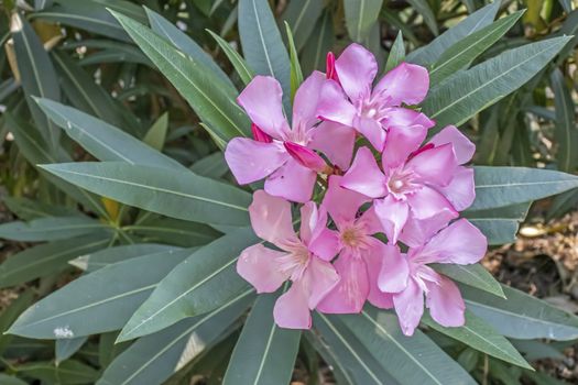 oleander flower and green leaves