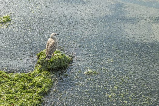 seagull on the rocks at the sea