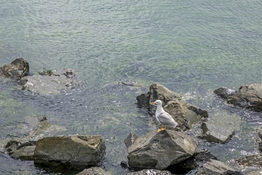 seagull on the rocks at the sea