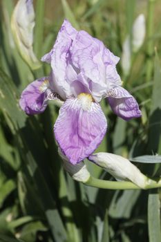 close-up of a blue sword lily in the nature