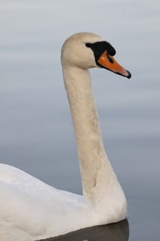 Swan in sundown - Cygnini