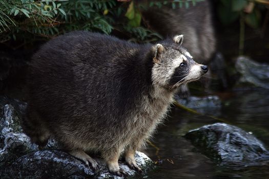 a little raccoon is watching