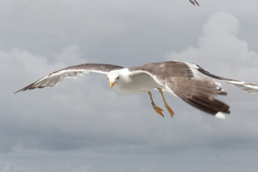 Seagul at the island of Texel