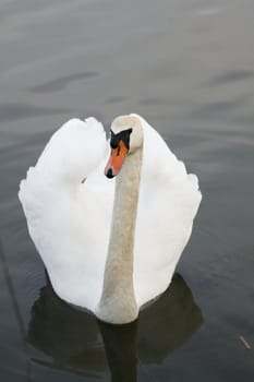 Swan in sundown - Cygnini