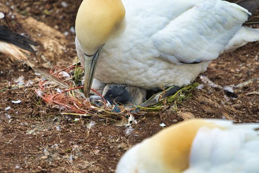 single  northern garnet on the red Rock with a young garnet in the nest - Heligoland island