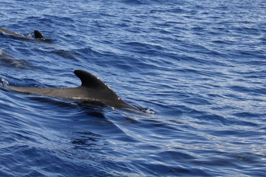 pilot whale iat canary-islands - Tenerife