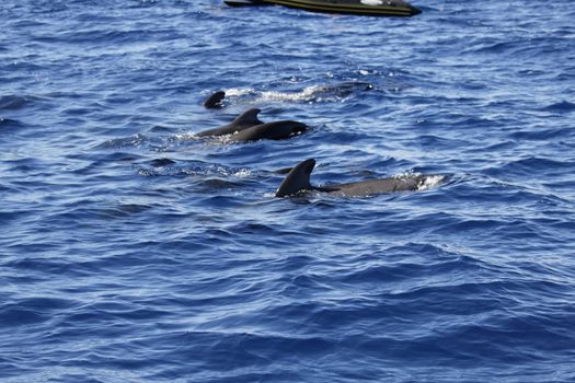 pilot whale iat canary-islands - Tenerife