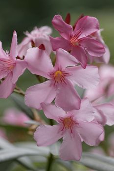 blossom of pink Oleander flowers