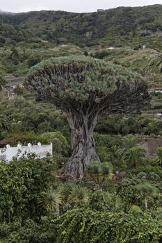 1000 year old dragon tree opf Icod de los Vinos