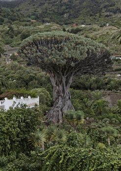 1000 year old dragon tree opf Icod de los Vinos