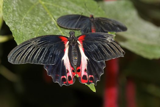 butterfly in nature