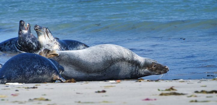 Wijd Grey seal on the north beach of Heligoland - island Dune i- Northsea - Germany