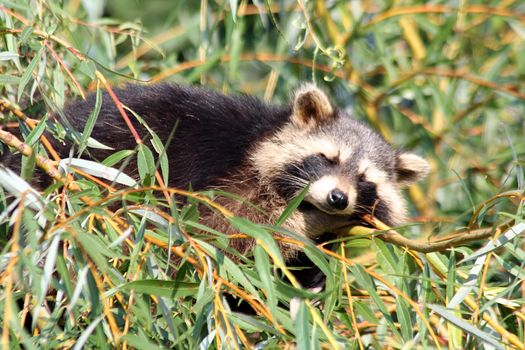 a little raccoon is sleeping