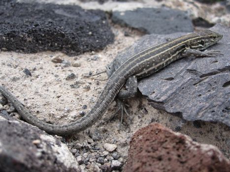 Tenerife lizard