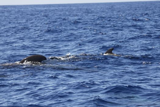 pilot whale iat canary-islands - Tenerife