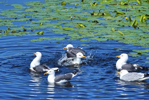 Group ofeuropean herring gull on heligoland - island Dune - cleaning feather in sweet water pond - Larus argentatus