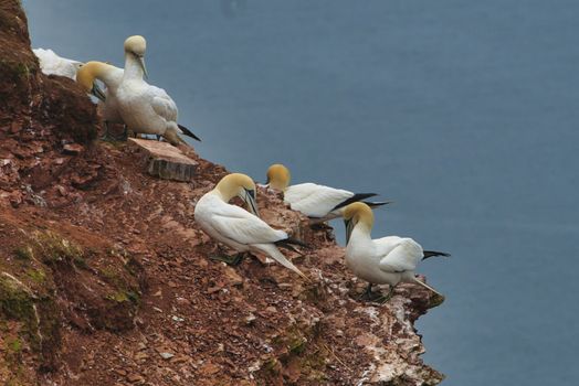 colony of northern garnet on the red Rock - Heligoland island