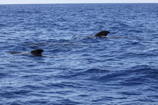 pilot whale iat canary-islands - Tenerife