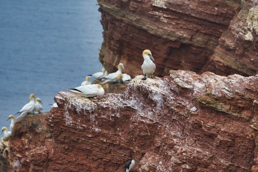 colony of northern garnet on the red Rock - Heligoland island