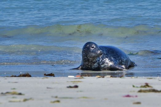 Wijd Grey seal on the north beach of Heligoland - island Dune i- Northsea - Germany