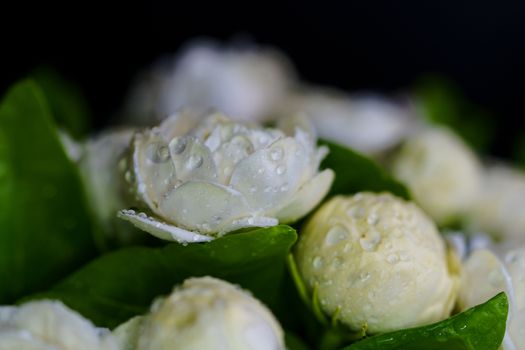 Close-up of white jasmine flowers and dew drops soft focus background