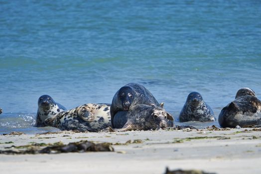 Wijd Grey seal on the north beach of Heligoland - island Dune i- Northsea - Germany