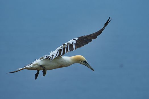 single northern gannet on blue sky