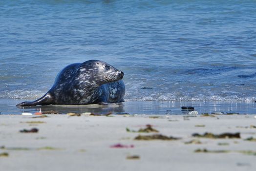 Wijd Grey seal on the north beach of Heligoland - island Dune i- Northsea - Germany