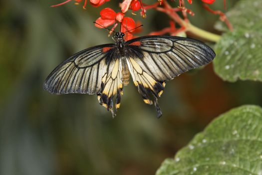 butterfly in nature