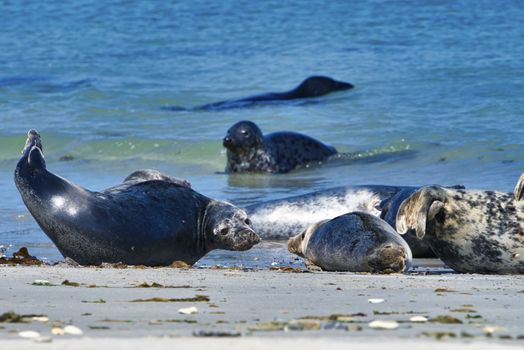 Wijd Grey seal on the north beach of Heligoland - island Dune i- Northsea - Germany