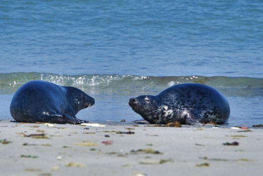 Wijd Grey seal on the north beach of Heligoland - island Dune i- Northsea - Germany